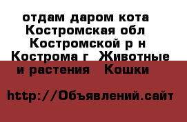 отдам даром кота - Костромская обл., Костромской р-н, Кострома г. Животные и растения » Кошки   